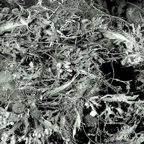 Mikkel Metal