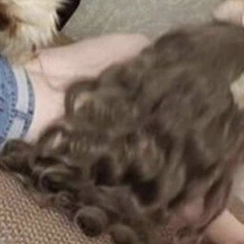 LEIA (1)