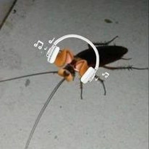 Suzie The Cockroach